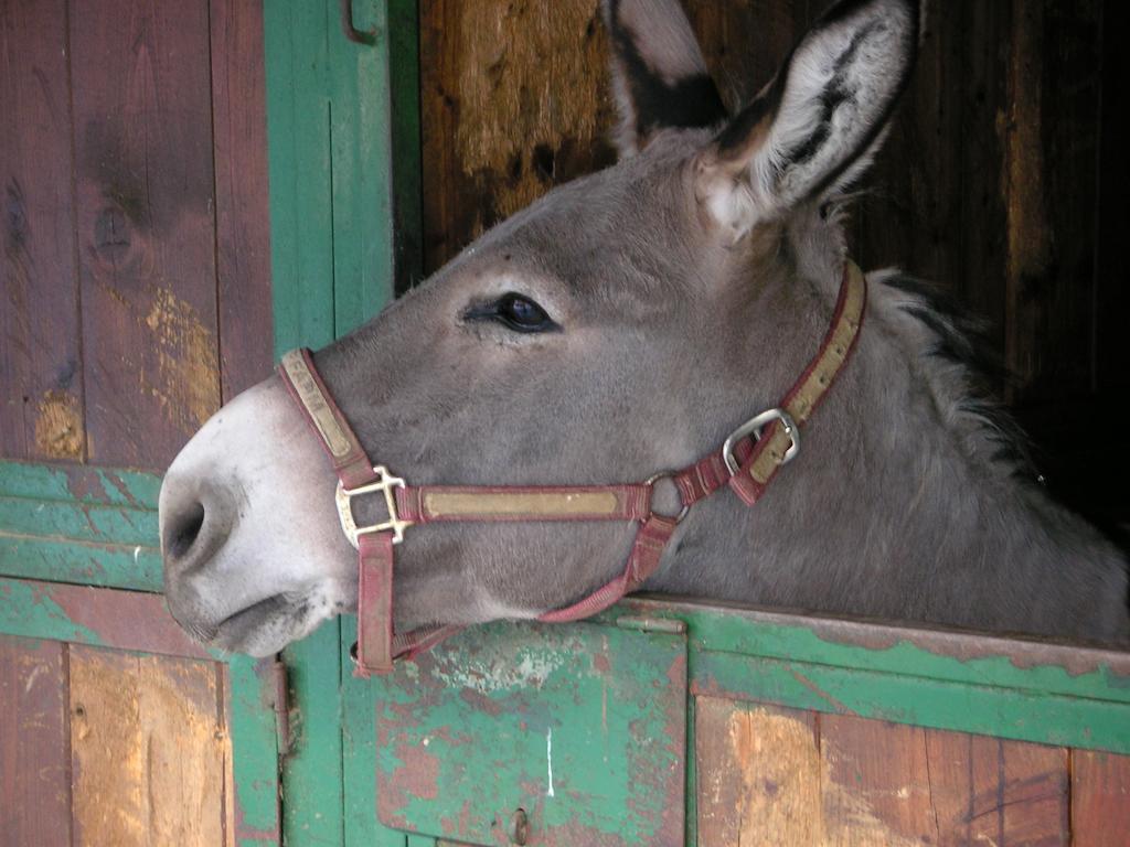 Agriturismo Fano'S Farm Pensionat Suno Eksteriør billede